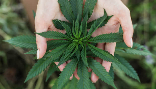 В Німеччині зареєстровано майже 300 клубів поціновувачів канабісу через рік після легалізації