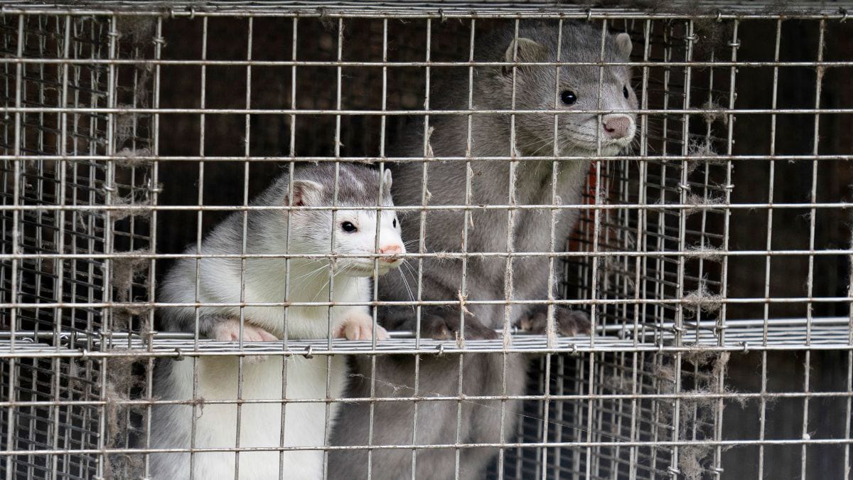 Дания из-за коронавируса уничтожит всех своих норок на пушных фермах |  Европейская правда