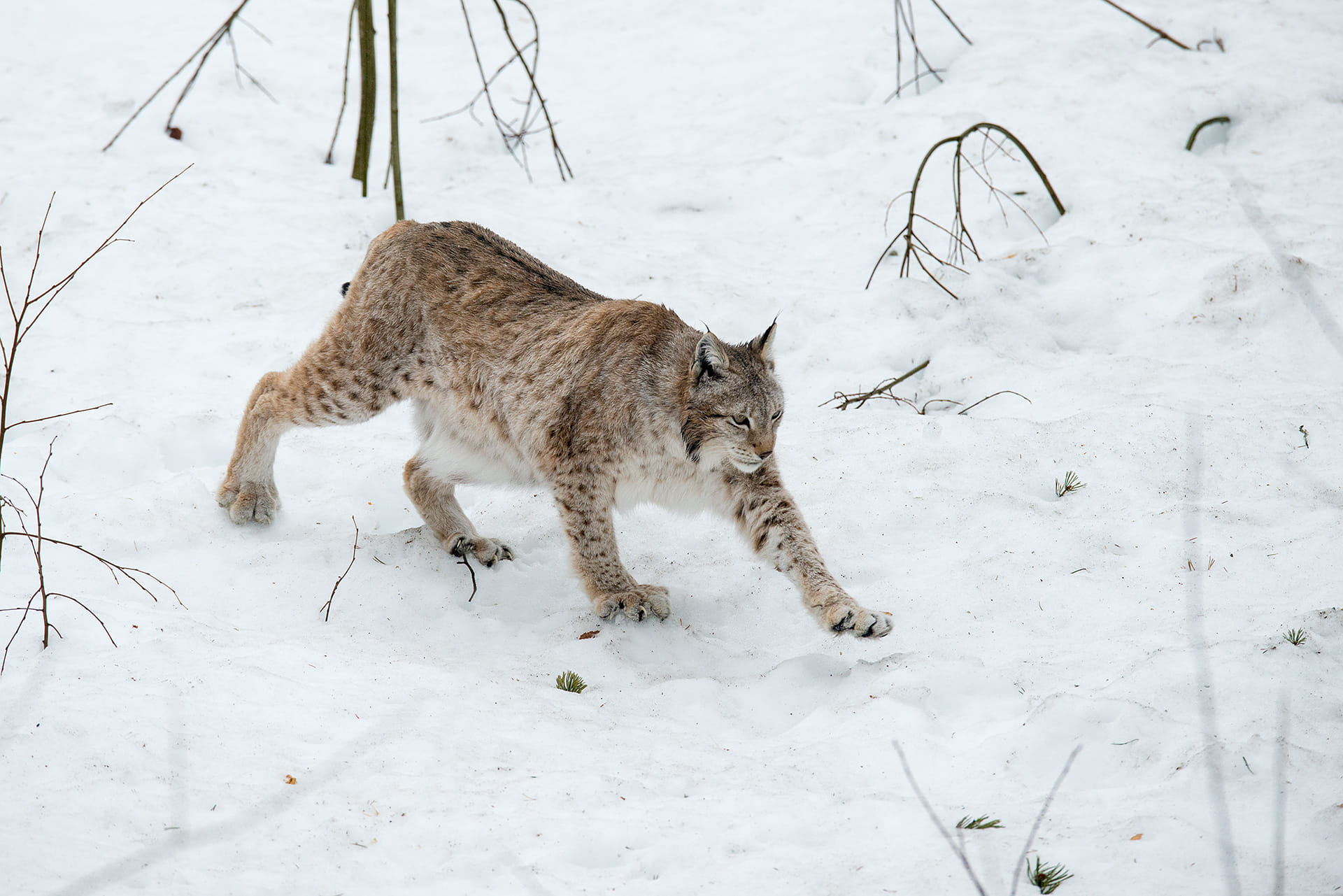 Где находится рысь. Рысь в Курганской области. Туркистон силовсини – Туркестанская Рысь – Lynx Lynx Linnaeus, 1758. Беловежская пуща Рысь.