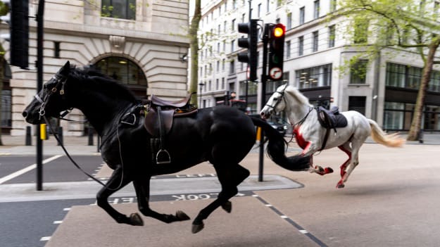 https://img.eurointegration.com.ua/images/doc/f/0/f08c032-skynews-aldwych-horses-london-6531434.jpg