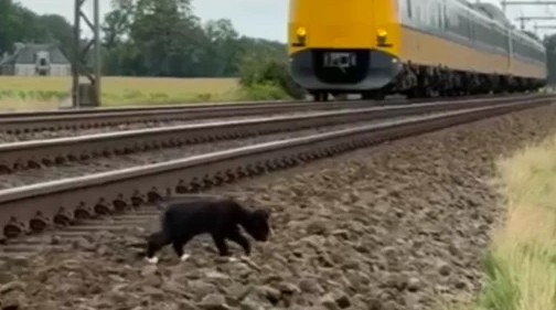 Фото: залізничний оператор ProRail